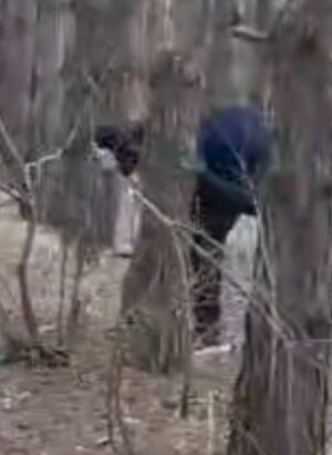 Древесный снюсоед